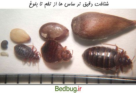 از تخم تا بلوغ ساس